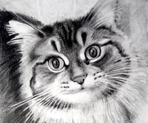 宠物画像 - graphite pencil drawing - 1