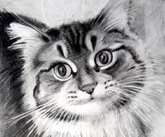 宠物＋主人 - graphite pencil drawing - 1